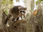 Raccoon- Florida- USA Art Print